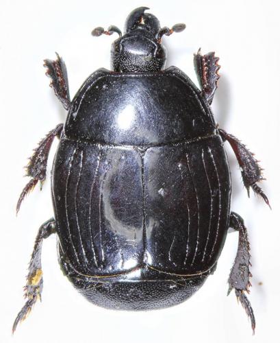 Margarinotus brunneus